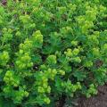 Alchemilla vulgaris alch mille commune aromatique